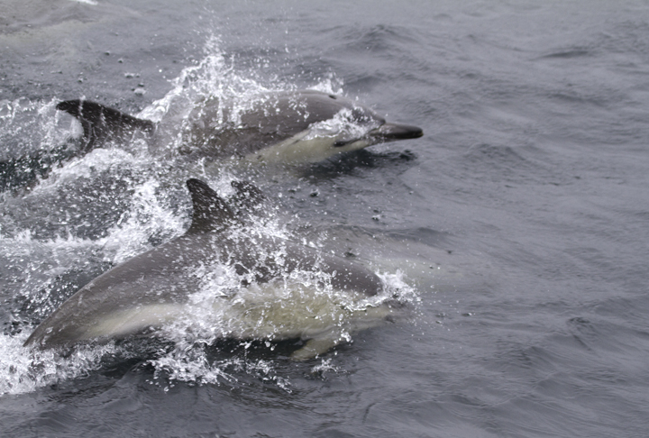 Common Dolphins cruising alongside our boat (2/5/2011). Photo by Bill Hubick.