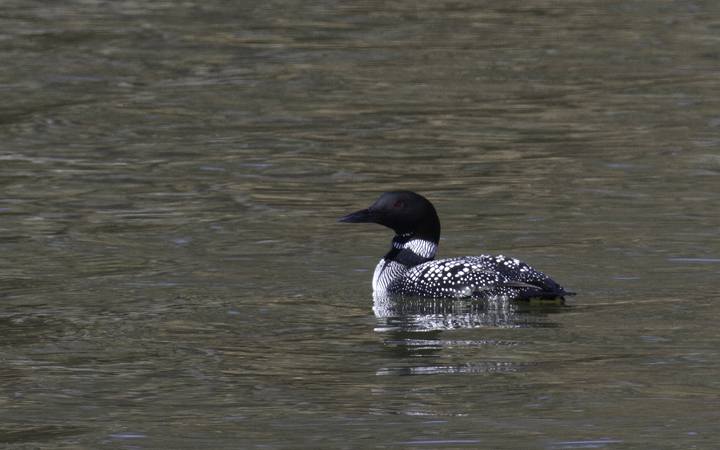 A Common Loon in breeding plumage at Piney Reservoir, Garrett Co., Maryland (3/26/2011). Photo by Bill Hubick.