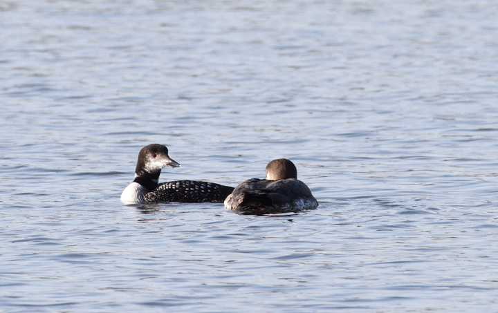 Common Loons at Bogle's Wharf, Eastern Neck NWR, Maryland (11/8/2009).