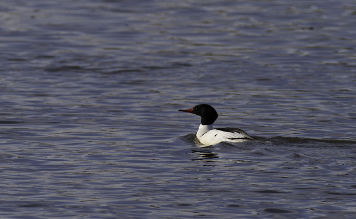 A drake Common Merganser in Cecil Co., Maryland (2/20/2011). Photo by Bill Hubick.