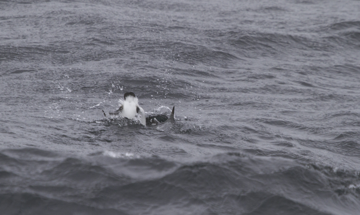 A Common Murre molting into breeding plumage in Maryland waters (2/5/2011). Photo by Bill Hubick.