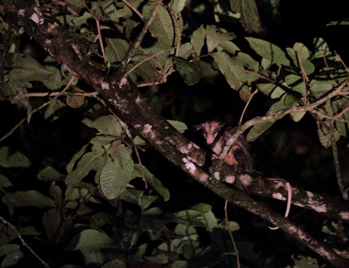 A Common Opossum found on a night outing in the Nusagandi area of Panama (August 2010). Photo by Bill Hubick.