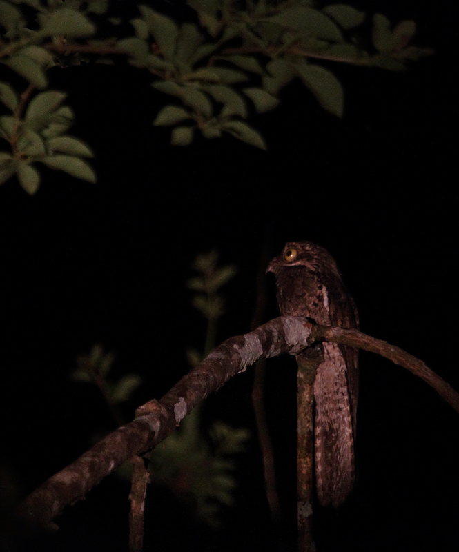 A Common Potoo, the rainforest's most muppet-like of denizens, sings its haunting song (Panama, July 2010). Photo by Bill Hubick.