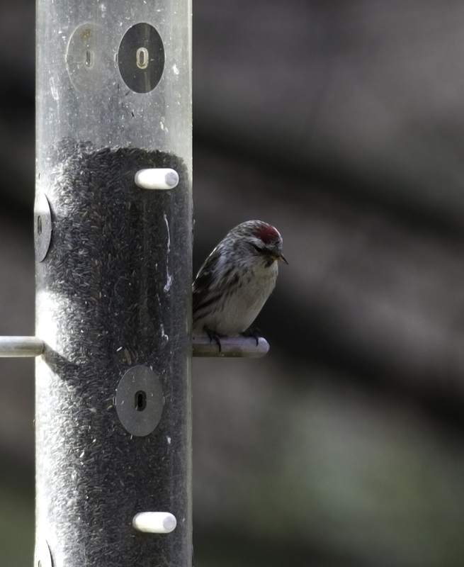 A Common Redpoll in Howard Co., Maryland (3/3/2011). Photo by Bill Hubick.