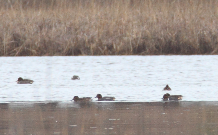 The highlight of the weekend was a drake Common Teal, the Eurasian counterpart to Green-winged Teal, amidst nearly 600 Green-winged Teal at Truitt's Landing, Maryland (1/24/2010). This is a very
		rare visitor to the state, with seven or so other reports (some pending review) in the last 10 years. Found by Dan Small and me, it was an exciting first in the U.S. for both of us. Click to view the slightly larger, full-size image Photo by Bill Hubick.