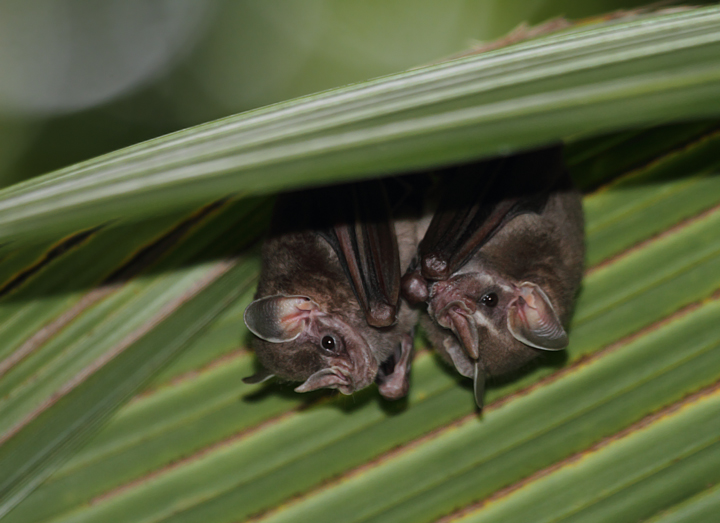 Common Tent-making Bats carefully bite large palm leaves to create a dry and comfortable roost in the rainforest (Nusagandi, Panama, August 2010). Photo by Bill Hubick.