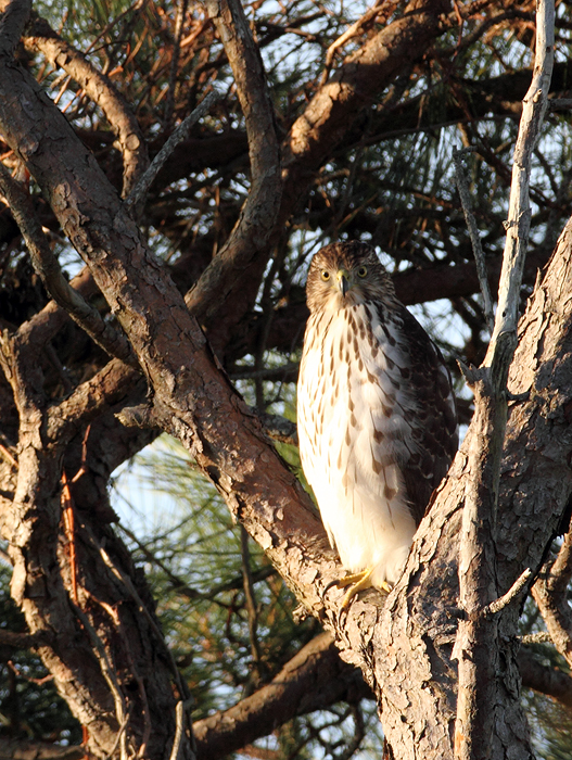 A Cooper's Hawk prowling the Bayside Campground on Assateague Island, Maryland (11/7/2009).