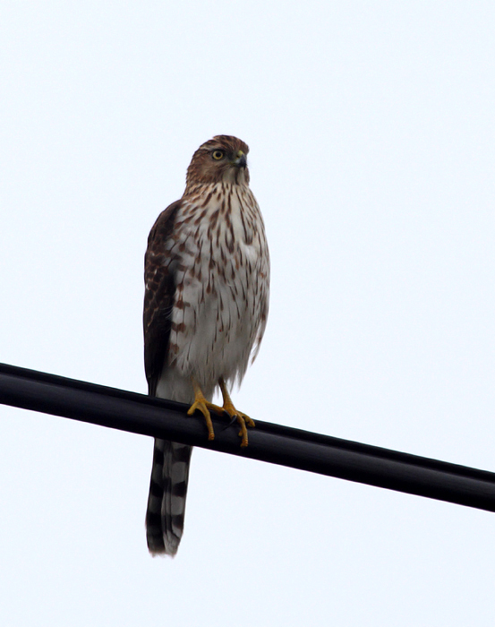 An immature Cooper's Hawk in West Ocean City, Maryland (11/14/2009).
