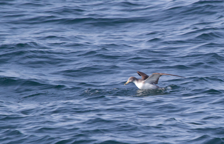 One of six Cory's Shearwaters observed from the Judith M out of Ocean City, Maryland (6/26/2011). Photo by Bill Hubick.