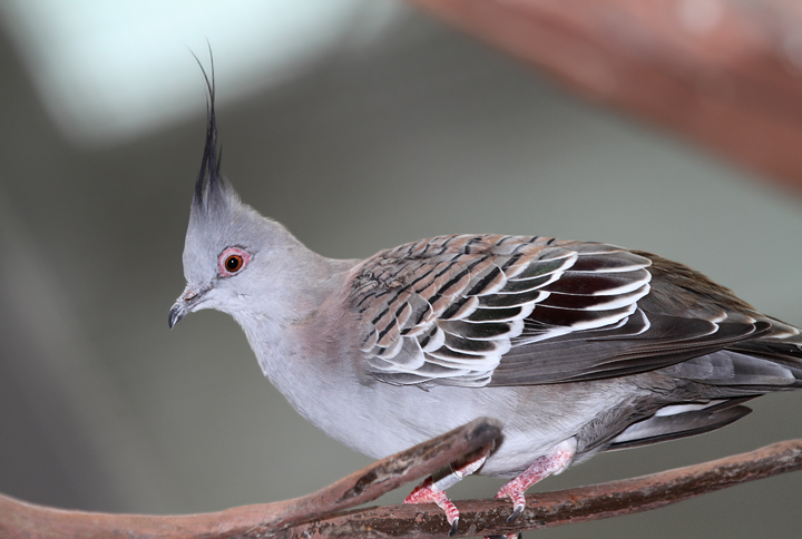 Crested Pigeon - Australia exhibit at the National Aquarium (12/31/2009). Photo by Bill Hubick.