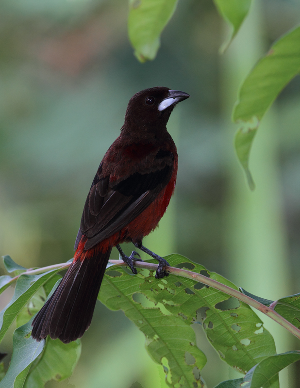 A male Crimson-backed Tanager near Gamboa, Panama (July 2010). Photo by Bill Hubick.