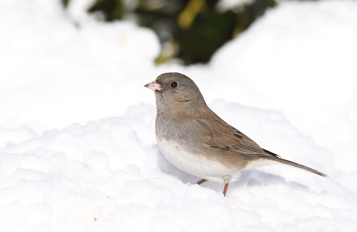 A Dark-eyed Junco feeding in the snow near our feeders (Pasadena, Maryland, 2/7/2010). Photo by Bill Hubick.