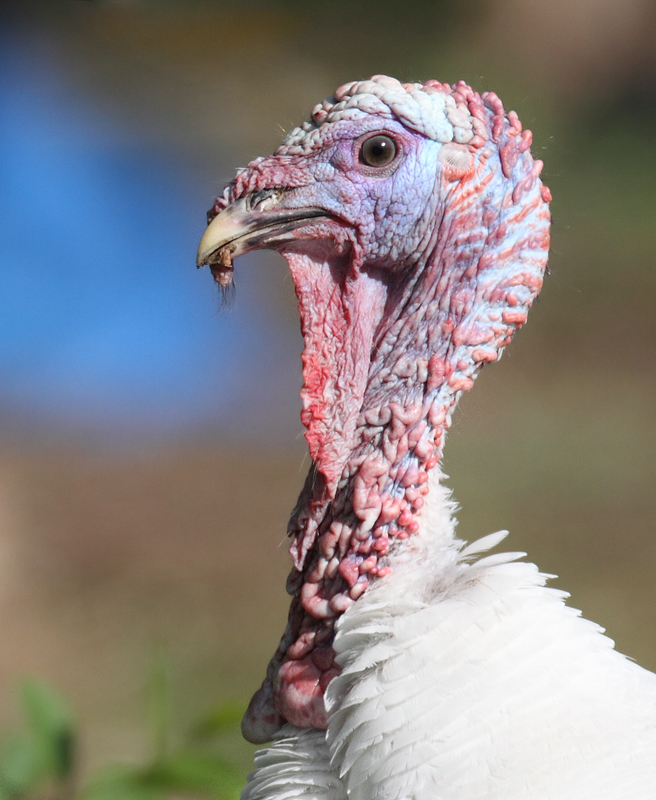 A decidedly <em>not</em> wild turkey at a roadside in Caroline Co., Maryland (4/9/2010). Photo by Bill Hubick.