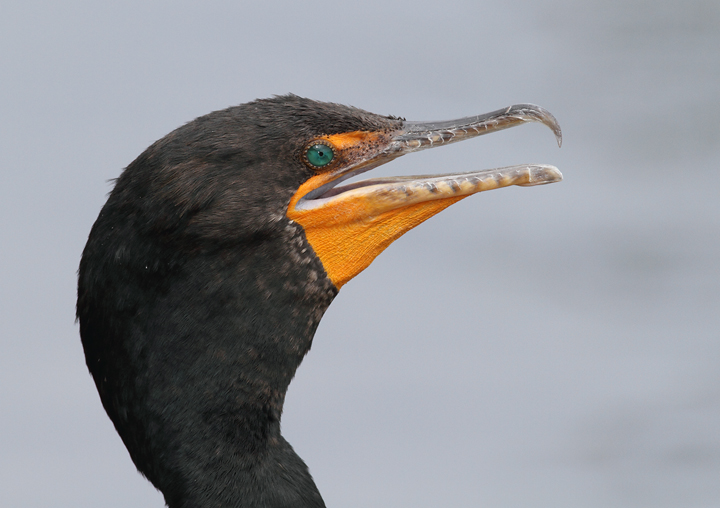 A Double-crested Cormorant portrait. Click for high-resolution version. Photo by Bill Hubick.