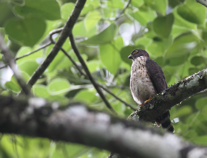 An immature Double-toothed Kite in central Panama (July 2010). Photo by Bill Hubick.