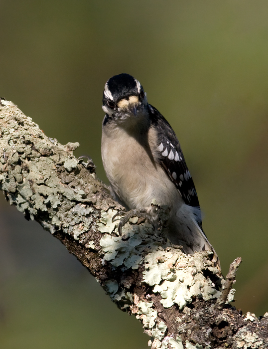 A male Downy Woodpecker on Sideling Hill, Washington Co., Maryland (10/3/2009).