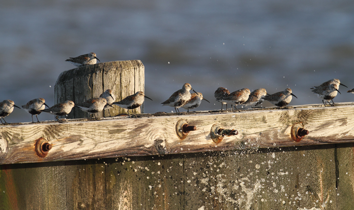 Dunlin roosting amidst heavy winds at the end of Elliott Island Road, Maryland (5/8/2010). Photo by Bill Hubick.