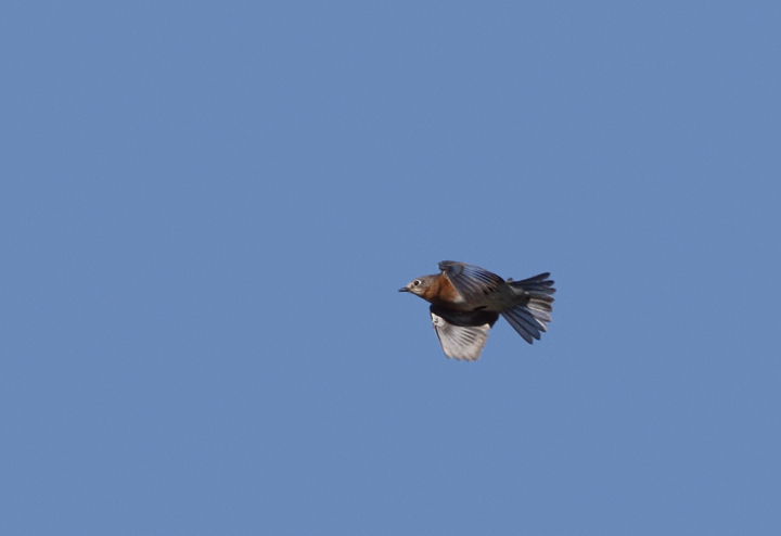 An Eastern Bluebird in flight over Point Lookout, Maryland (11/20/2010). Photo by Bill Hubick.