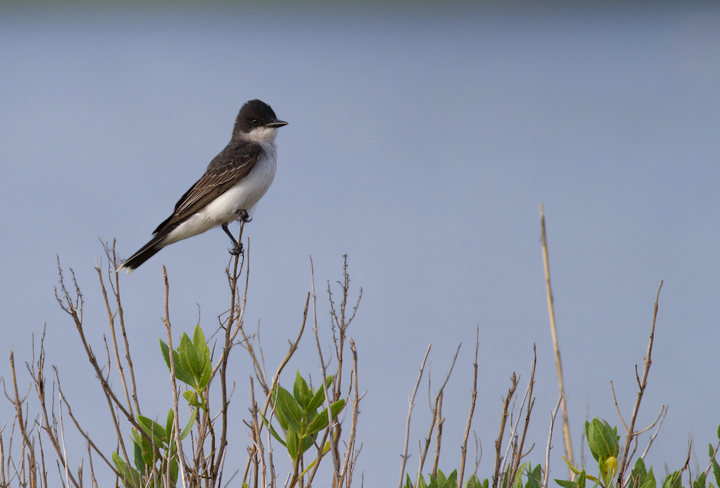 An Eastern Kingbird in Worcester Co., Maryland (6/26/2011). Photo by Bill Hubick.
