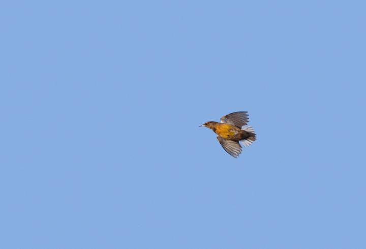 A meadowlark in the morning flight on Assateague Island, Maryland (10/30/2010). The extent of white in the outer tail feathers (3.5 outer retrices) allow identification as Eastern. Photo by Bill Hubick.