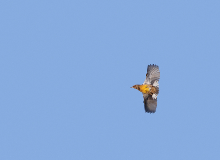 A meadowlark in the morning flight on Assateague Island, Maryland (10/30/2010). The extent of white in the outer tail feathers (3.5 outer retrices) allow identification as Eastern. Photo by Bill Hubick.