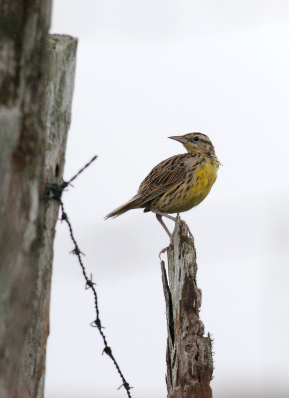 An Eastern Meadowlark in the mountains at Las Mozas, Panama (7/11/2010). Photo by Bill Hubick.