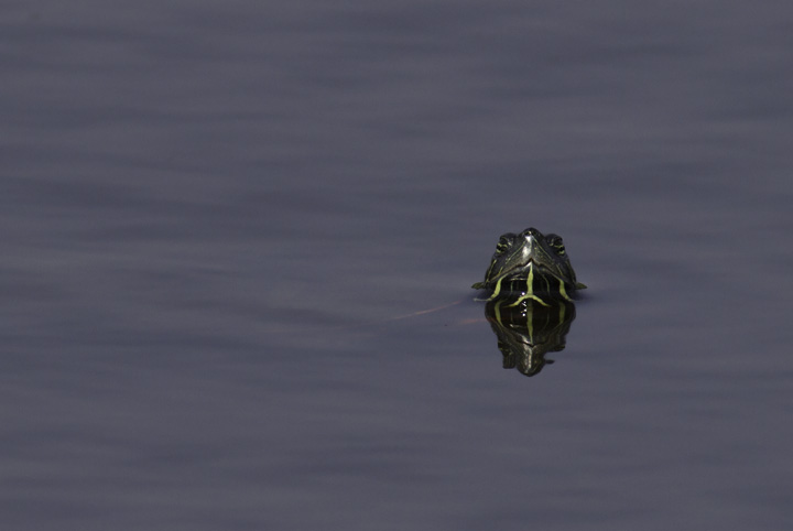 An Eastern Painted Turtle at Fort Smallwood Park, Maryland (5/22/2011). Photo by Bill Hubick.
