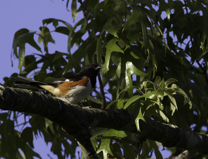 A male Eastern Towhee singing from the top of his favorite trees, Wicomico Co., Maryland (5/11/2011). Photo by Bill Hubick.
