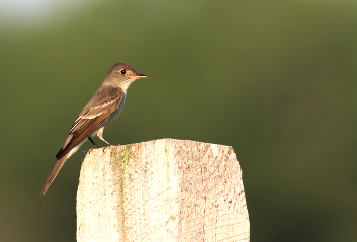 This Eastern Wood-Pewee spent the late afternoon hunting from a fence line in Queen Anne's Co., Maryland (6/19/2010). Photo by Bill Hubick.