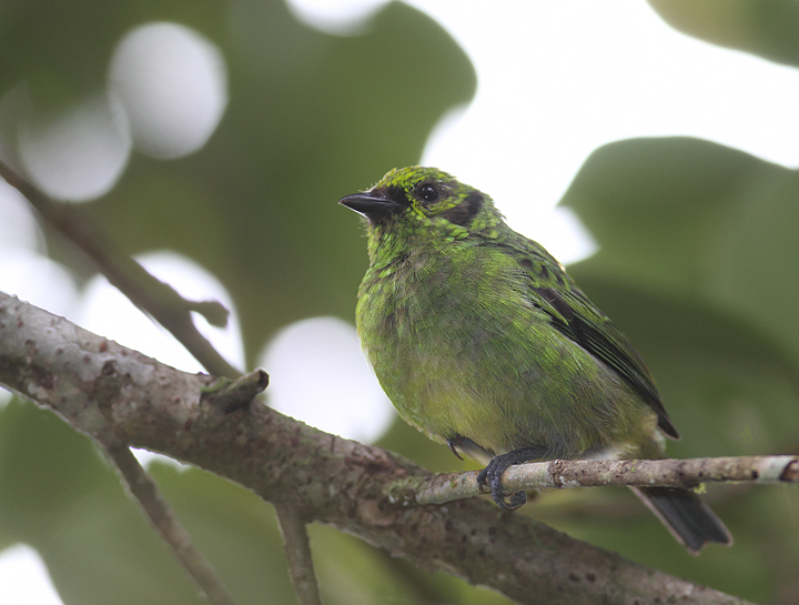 Around Nusagandi, the beautiful Emerald Tanager was one of the most common bird species (Panama, July 2010). Photo by Bill Hubick.