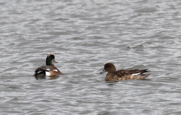 A Eurasian Wigeon near Ocean City, Maryland (12/5/2010). Although a notoriously subtle ID, this individual's warm rufous head coloration makes it a relatively straightforward call.  Photo by Bill Hubick.