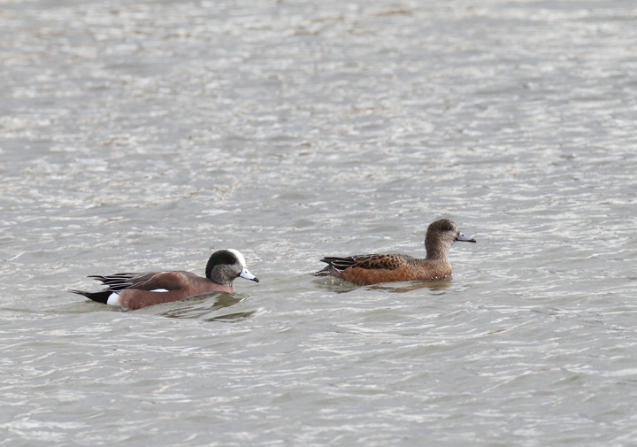 An interesting female American Wigeon (perhaps impossible to rule out a hybrid American x Eurasian) that was originally considered as a candidate for Eurasian. Note fairly uniform coloration between head and lower parts (but with some contrast); warm tones on the head (but mostly at the rear), lack of black markings at the base of the bill (uncommon but OK for American, apparently), and most of all structure (decidedly American). This last element is what kept the discussion of this bird alive (thanks, Matt Hafner, who remained troubled by the structure). Compare the shape of this bird and the definite Eurasian above. Discussion also brought to light that the lack of black line is highly suggestive, but <em>not</em> diagnostic as many believe. Discussion of challenging individuals like this one is so valuable to improving both our own and our collective identification skills. Same location as above near Ocean City, Maryland (12/5/2010). Thanks to Matt Hafner, Marshall Iliff, Mikey Lutmerding, and Dave Ziolkowski for contributing valuable input to the ID discussion. Photo by Bill Hubick.