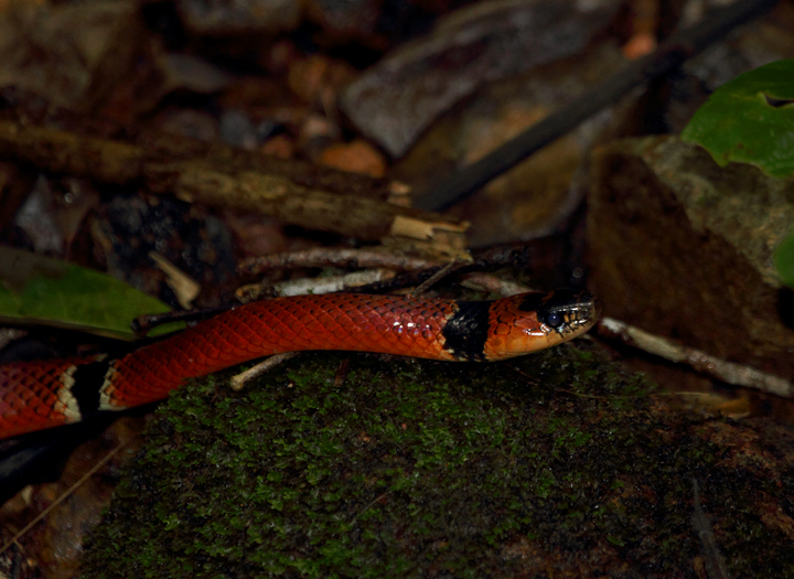 Spotting this beautiful and terrifying creature while walking in a remote streambed was a moment I won't forget - Mimic False Coral Snake (<em>Erythrolamprus mimus</em>). Note its companion on the rock. Photo by Bill Hubick.