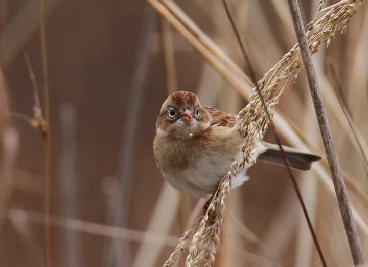 A Field Sparrow feeding on seed heads in Charles Co., Maryland (12/18/2010). Photo by Bill Hubick.