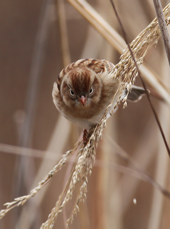 A Field Sparrow feeding on seed heads in Charles Co., Maryland (12/18/2010). Photo by Bill Hubick.