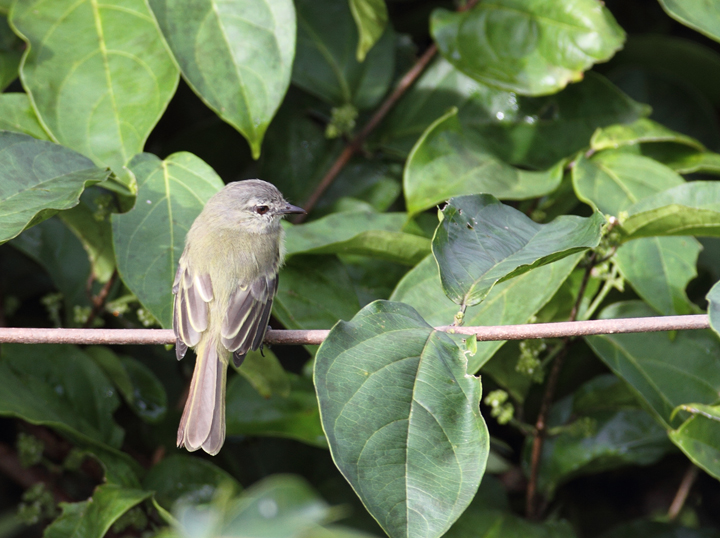 The diminutive Forest Elaenia foraging in the canopy (Panama, July 2010).  Photo by Bill Hubick.