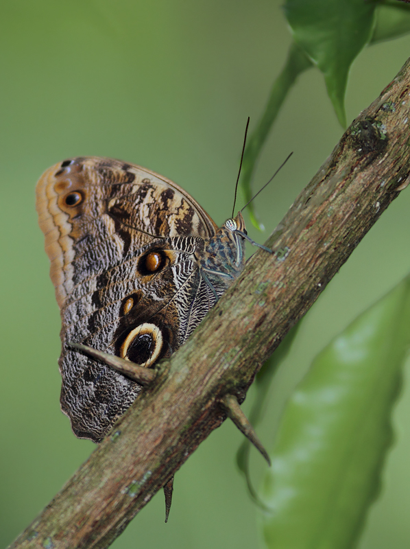 A huge, stunning owl butterfly, Forest Giant Owl (<em>Caligo eurilochus</em>) in Panama (July 2010). Photo by Bill Hubick.
