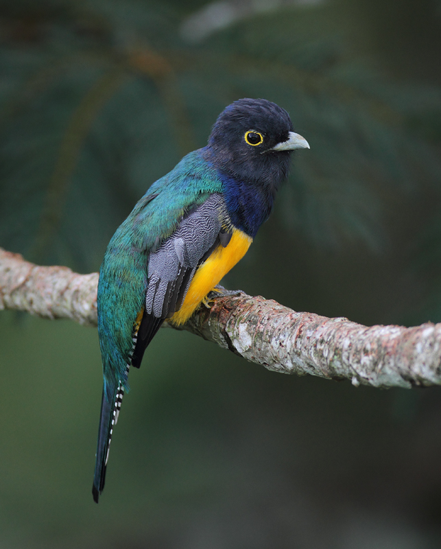 A cooperative male Gartered Trogon (split from Violaceous Trogon) in central Panama (July 2010). Photo by Bill Hubick.