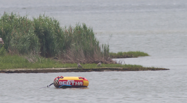 Distant shots of recently fledged Great Black-backed Gulls in Ocean City, Maryland (6/26/2011). Photo by Bill Hubick.