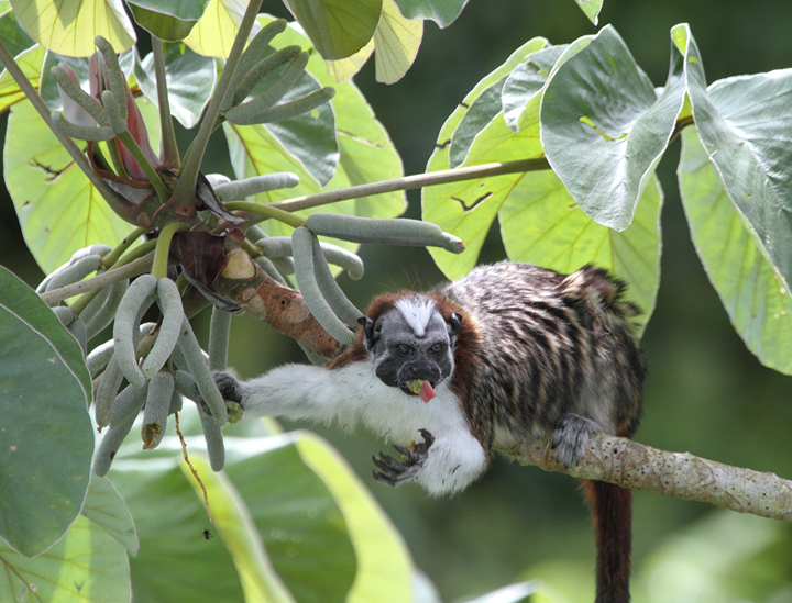 A Geoffroy's Tamarin hanging out and feeding on cecropia fruit (Panama, July 2010). Photo by Bill Hubick.