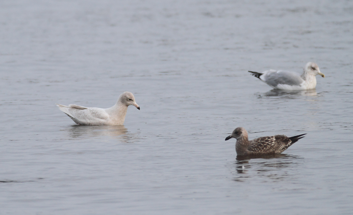 A first-cycle Glaucous Gull at Solomons, Calvert Co., Maryland (12/6/2009).