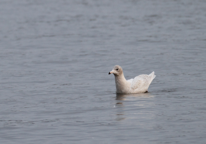 A first-cycle Glaucous Gull at Solomons, Calvert Co., Maryland (12/6/2009).