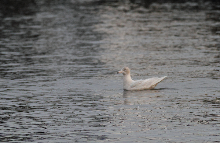 A first-cycle Glaucous Gull at Solomons, Calvert Co., Maryland (12/6/2009).