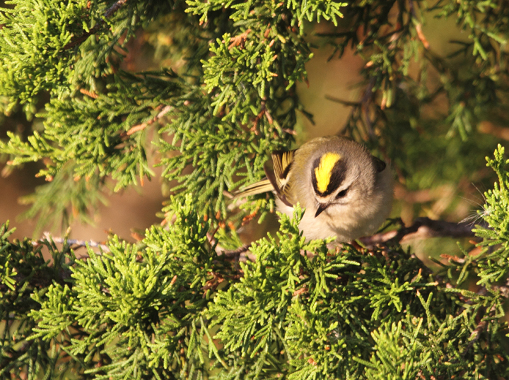 One of many Golden-crowned Kinglets foraging at Bayside, Assateague Island (10/30/2010). Photo by Bill Hubick.