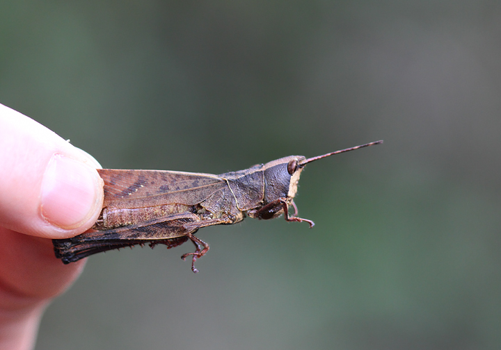 A grasshopper species (similar to our toothpick grasshoppers) in eastern Panama (August 2010). Photo by Bill Hubick.