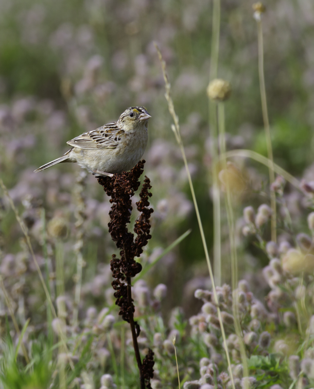 A Grasshopper Sparrow on territory near Public Landing, Worcester Co., Maryland (6/26/2011). Photo by Bill Hubick.