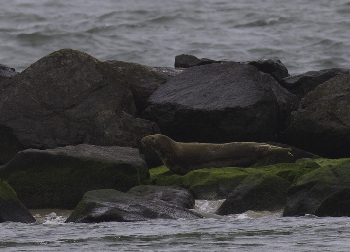 A GRAY SEAL roosting on the south jetty at the Ocean City Inlet (5/14/2011). This species is expanding in the Northeast, so maybe we in Maryland will be treated to more sightings of this species. <a href='http://d35ei7ijlpqg4z.cloudfront.net/rangemap-5-1029-7-650894546048723948.jpg' class='text' target='_blank'>Range Map</a> Photo by Bill Hubick.
