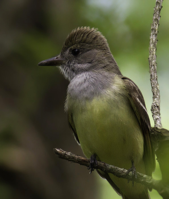 A Great Crested Flycatcher in Somerset Co., Maryland (5/11/2011). Photo by Bill Hubick.