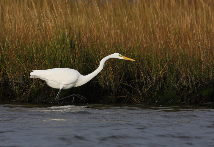 A Great Egret hunts in the shallows on Assateague Island, Maryland (10/12/2009).