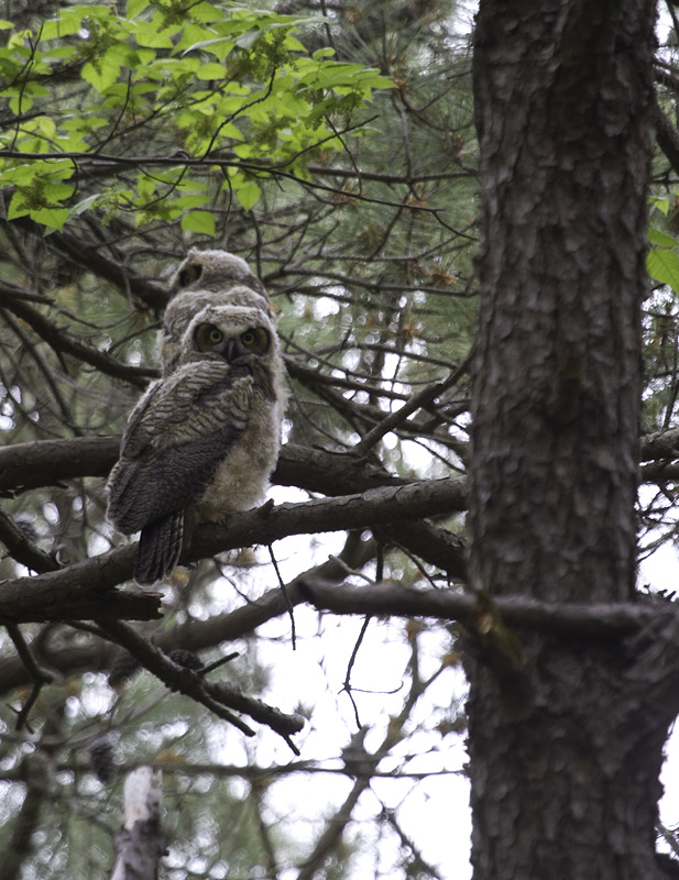 Two recently fledged Great Horned Owls on Assateague Island, Maryland (5/14/2011). Photo by Bill Hubick.